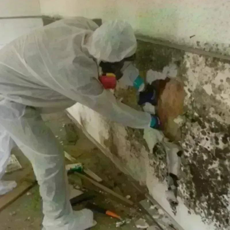 Mold Remediation and Removal in Clark County, SD